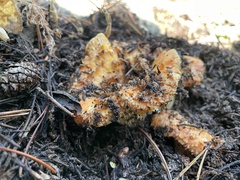 Turbinellus floccosus