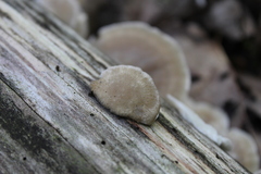 Tyromyces galactinus