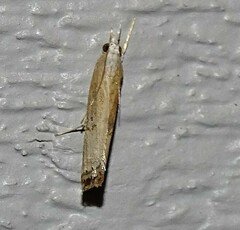 Parapediasia decorellus