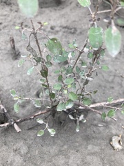 Coprosma