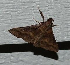 Renia discoloralis
