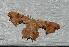 Calledapteryx dryopterata
