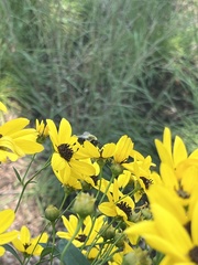 Melissodes druriellus