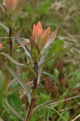 Castilleja