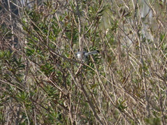 Polioptila dumicola