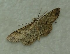 Melanolophia canadaria