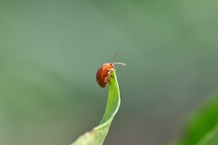 Sphaeroderma testaceum