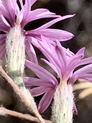 Lessingia hololeuca