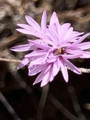 Lessingia hololeuca