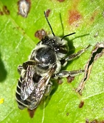 Megachile petulans