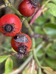 Holcostethus sphacelatus