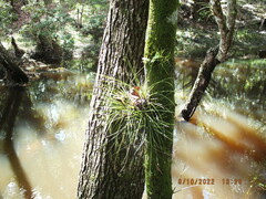 Tillandsia setacea