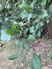 Rhamnus cathartica