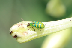 Diabrotica balteata