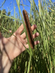 Typha angustifolia