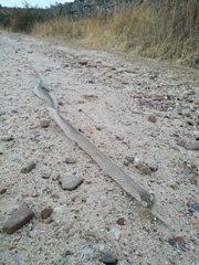 Malpolon monspessulanus