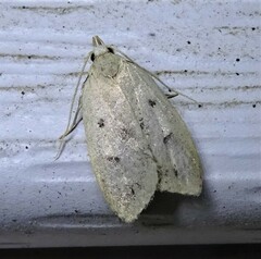 Machimia tentoriferella