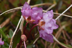 Kalmia microphylla