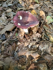Russula mariae