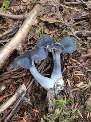 Entoloma medianox