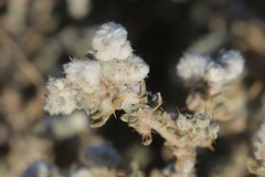 Sclerolaena cornishiana