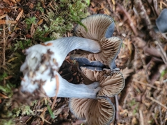 Entoloma medianox