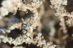 Sclerolaena cornishiana
