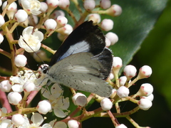 Eirmocides absimilis