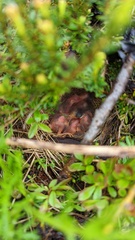 Passerculus sandwichensis