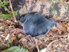 Entoloma medianox