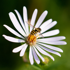 Syrphus opinator