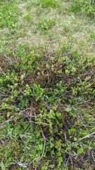 Passerculus sandwichensis