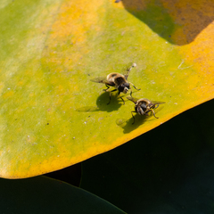 Eristalis anthophorina