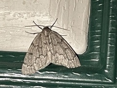 Nepytia pellucidaria