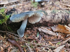 Entoloma medianox