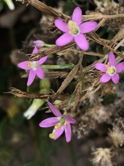 Zeltnera muehlenbergii