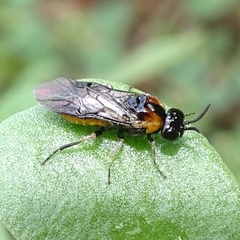 Schizocerella pilicornis