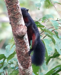 Callosciurus prevostii