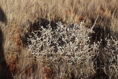 Sclerolaena cornishiana