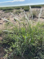Digitaria californica