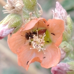 Macroteropsis