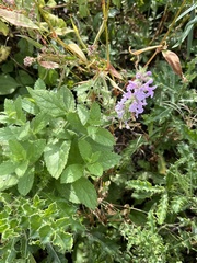Stachys palustris