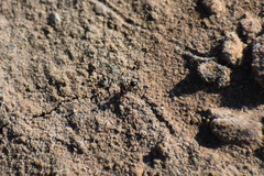 Endiodioctes