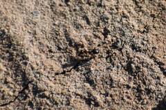 Endiodioctes