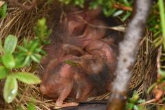 Passerculus sandwichensis
