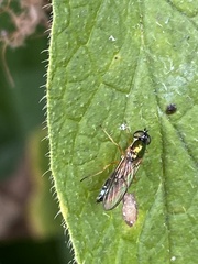 Sargus bipunctatus