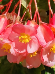 Begonia coccinea