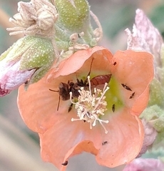 Macroteropsis