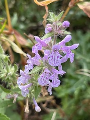 Stachys palustris