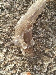 Malpolon monspessulanus